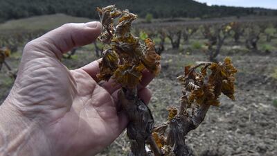 (FILES) In this file photo taken on April 13, 2021 a winemaker shows vine buds in a vineyard damaged by the frost the week before in Estagel, near Perpignan, southern France. - French wine is in a race against time to adapt to climate change, AFP reports on August 17, 2021.