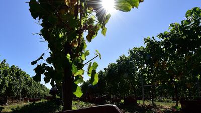 (FILES) This file photo taken on September 3, 2019 shows grapes in a vineyard near Rauzan in the Entre-Deux-Mers region near Bordeaux, southwestern France. - French wine is in a race against time to adapt to climate change, AFP reports on August 17, 2021.