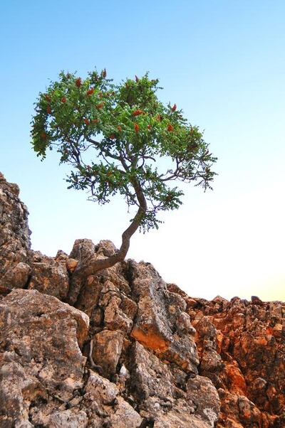 Socotra, a Yemeni archipelago near Somalia, to where a few years ago Al-Shamahi led a trip funded by the MBI Al Jaber Foundation as a reconnaissance for a potential large-scale interdisciplinary expedition. Courtesy Ella Al-Shamahi