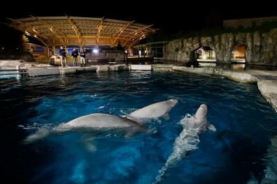 The study will shed light on the marine life of the Arabian Gulf. Jason Decrow / AP Photo