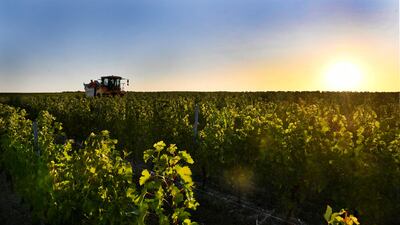 (FILES) In this file photo taken on September 3, 2019 a farmer drives a harvesting machine to collect grapes in a vineyard near Rauzan in the Entre-Deux-Mers region near Bordeaux, southwestern France. - French wine is in a race against time to adapt to climate change, AFP reports on August 17, 2021.