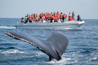 Examples of economic benefits from tourism related to marine parks were found in 24 countries, including France, Spain, Italy and New Zealand. Alamy/PA.
