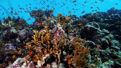Fish swim above a coral reef in the Red Sea near Jeddah, Saudi Arabia. Reuters
