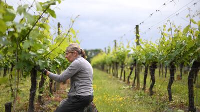 A worker removes inspects a grapevine at Ridgeview Estate's winery near Burgess Hill, southern England, on June 22, 2021. - Problems have shaken the lives of many businesses across the country since the UK's effective exit from the single market in early January, without it being yet possible to know whether they will be temporary or sustainable. "We had no recruitment problem, it's only since this year that we have seen labour shortages. It's really complicated with the pandemic, the travel restrictions, to see where the pressures are coming but we think that Brexit made people stay at home because we did not make it easy for them to come", Tamara Roberts, CEO of Ridgeview Estate Winery told AFP. (Photo by DANIEL LEAL-OLIVAS / AFP) / TO GO WITH AFP STORY BY Veronique DUPONT